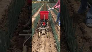 Machine for sowing onion in the field#khedut #machine #pyaj #shorts #trend