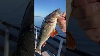 Здоровый горбатый #fishing #рыбалка #селигер