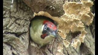 green woodpeckers nesting