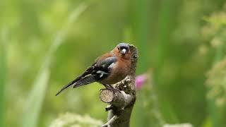 The Chaffinch