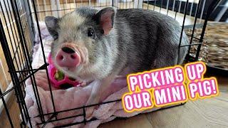 Bringing Our Baby "Mini Pig"  Home!  | KristenLeannimal