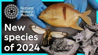 What new species have been discovered this year? | Natural History Museum