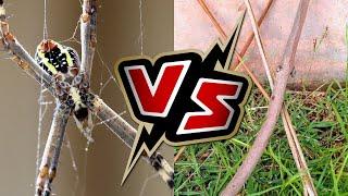 St. Andrew's Cross Spider Attacks and Removes Sticks From its Web