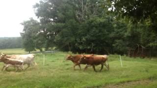 Rotational Grazing : Texas Longhorns