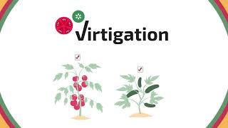 VIRTIGATION Animation - Fighting emerging viral diseases in tomatoes and cucurbits