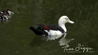 Rajah Shelduck  ( Tadorna radjah) HD Video clip 1/1 Tim Siggs ABVC