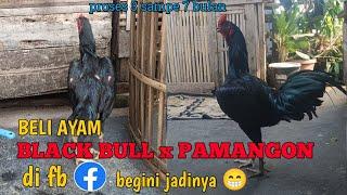 Beli ayam BLACK BULL x PAMANGON di FB begini hasil nya