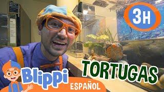 Blippi aprende sobre tortugas | Blippi Español | Videos educativos para niños | Aprende y Juega