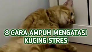Cara Mengatasi Kucing Stres, Coba 8 Cara Ampuh Ini !