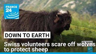 Swiss volunteers scare off wolves to protect sheep • FRANCE 24 English