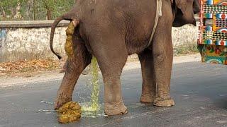 Elephant Video Funny | Bangladeshi Elephant Poop | Watch How Elephant Defecate On Bangladesh Streets
