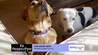 Demesmin and Dover Law Firm finding forever homes for surrenders pets