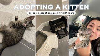 I ADOPTED A KITTEN! prepping, adoption, first 24 hrs