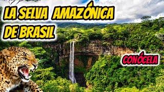 LA SELVA DE BRASIL, La selva de Brasil documental, LA SELVA AMAZONICA DE BRASIL