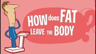 How Does Fat Actually Leave the Body? Where does the fat GO?