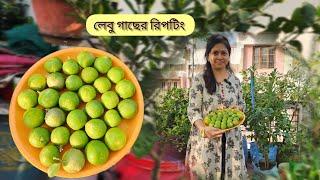 লেবুগাছের রিপটিং করে ফেলুন এখনই ঠিক এইভাবে। Citras plant repotting। Greeny Pots।