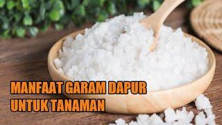 MANFAAT PRAKTIS GARAM DAPUR UNTUK TANAMAN || RIMBA WALANAE