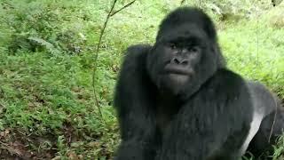 Charged by silverback gorillas in Uganda (Mgahinga)