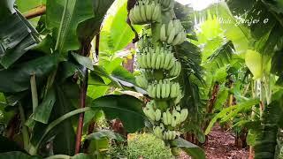 Pisang Berbuah Rendah Tandan Besar Panjang