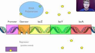 Gene Regulation