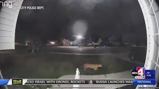 Mountain lion spotted in Lehi neighborhood