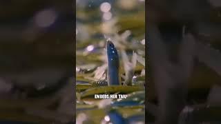 Grunion Extravaganza Revealed #shorts  #viral  #foryou  #tranding  #animals