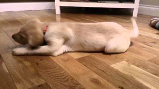 Two month old Labrador puppy plays with ice cube