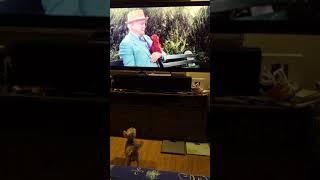 My Little Dog Litlit Enjoying a Dog Movie Clifford : Adorable and Funny #Shorts