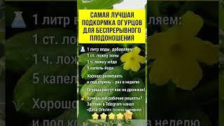 ЛУЧШАЯ ПОДКОРКА для БЕСПРИРЫВНОГО плодоношения #подкормкарассады #выращиваниеогурцов #удобрения #сад