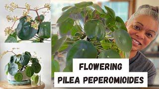 Pilea peperomioides care & BLOOM surprise