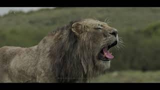 MPC Film - The Lion King VFX Breakdown