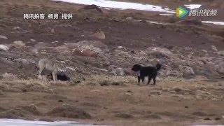 Чеченский Волк против рус. собак. __ Chechen Wolf.