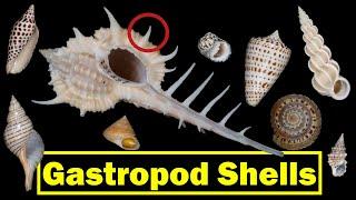 Gastropod (Snail) Shells: Parts of a Shell