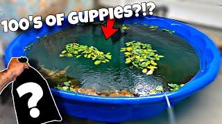 How To Breed Guppies! (Cheap and Easy)