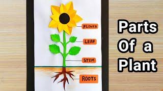 Parts Of plant model | Parts Of plant school project | Plant science model for school project