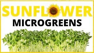 How To Grow Sunflower Microgreens Step By Step