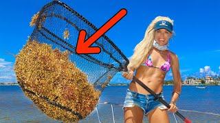 SEAWEED Harvesting!! Foraging Edible Seaweed CATCH and COOK!! (Sargassum Florida)