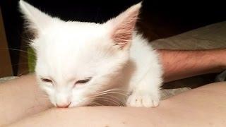 Kitten nursing on man's nipple