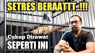 CENDET ini SETRESSS BERAATTT..!!!Cukup Dirawat Seperti ini Saja - ROMO CHANNEL