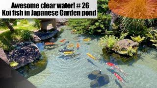 Awesome clear water! Koi fish are swimming in Japanese garden pond.