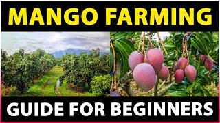 Mango Farming (Guide for Beginners) | Mango Cultivation