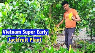 Vietnam Super Early Jackfruit Plant || वियतनाम सुपर अर्ली कटहल का पौधा || Hybrid Jackfruit Plant ||