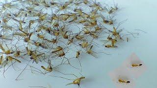 100 + mosquitos  by wild Ants/ naturescycle timelapse