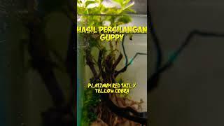 HASIL PERSILANGAN YELLOW COBRA X PLATINUM RED TAIL #shorts