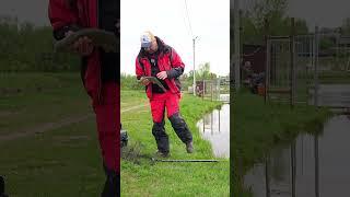 Деликатная снасть #shorts