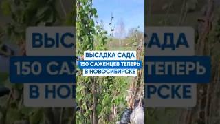 ВЫСАДКА САДА НА 150 САЖЕНЦЕВ ФУНДУКА В НОВОСИБИРСКЕ #сибирь
