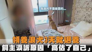 領養浪犬3天就退養　飼主淚訴原因「高估了自己」