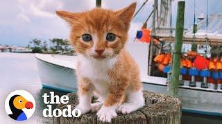 Cat Raised By Dogs Races To The Ocean To Swim | The Dodo