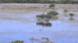 Tree Swallows Feeding on the Marsh Trail