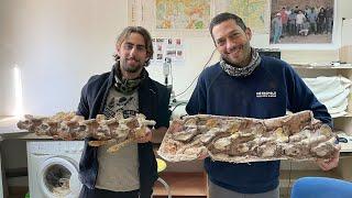 Unearthing Giants: A Titanosaur Discovery in Cruzy, France